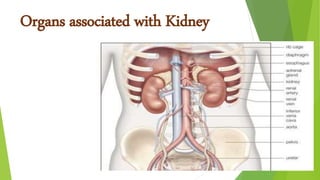 Organs associated with Kidney
 