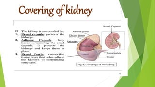 Covering of kidney
 