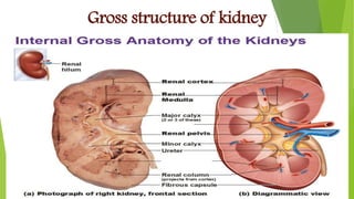 Gross structure of kidney
 