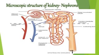 Microscopic structure of kidney- Nephrons
 