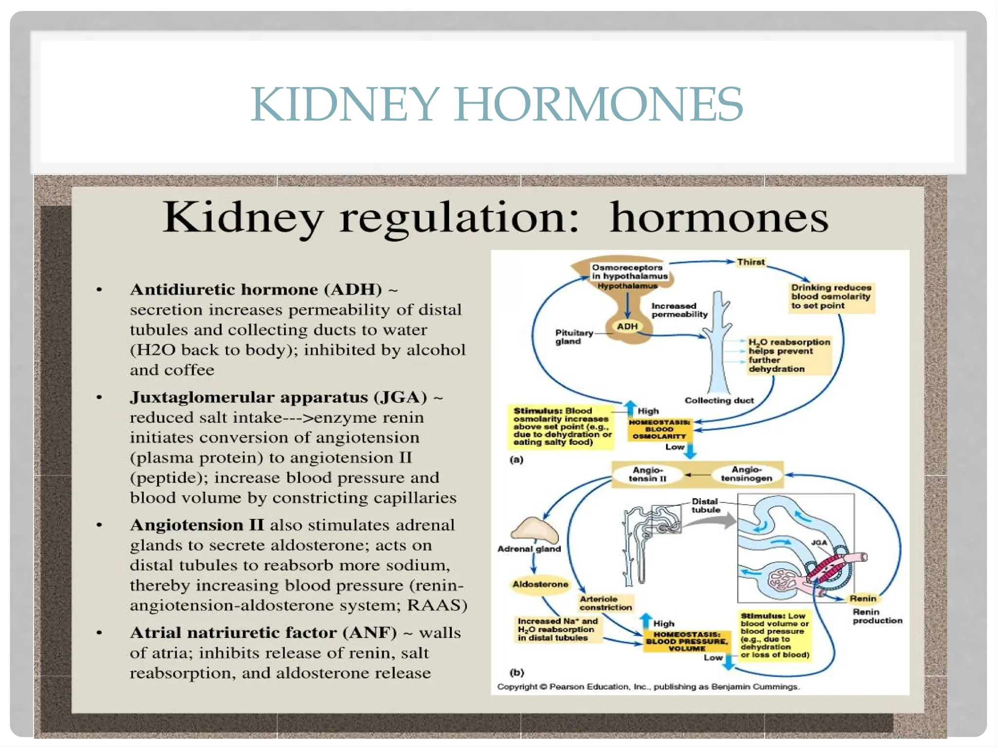 KIDNEY HORMONES
 