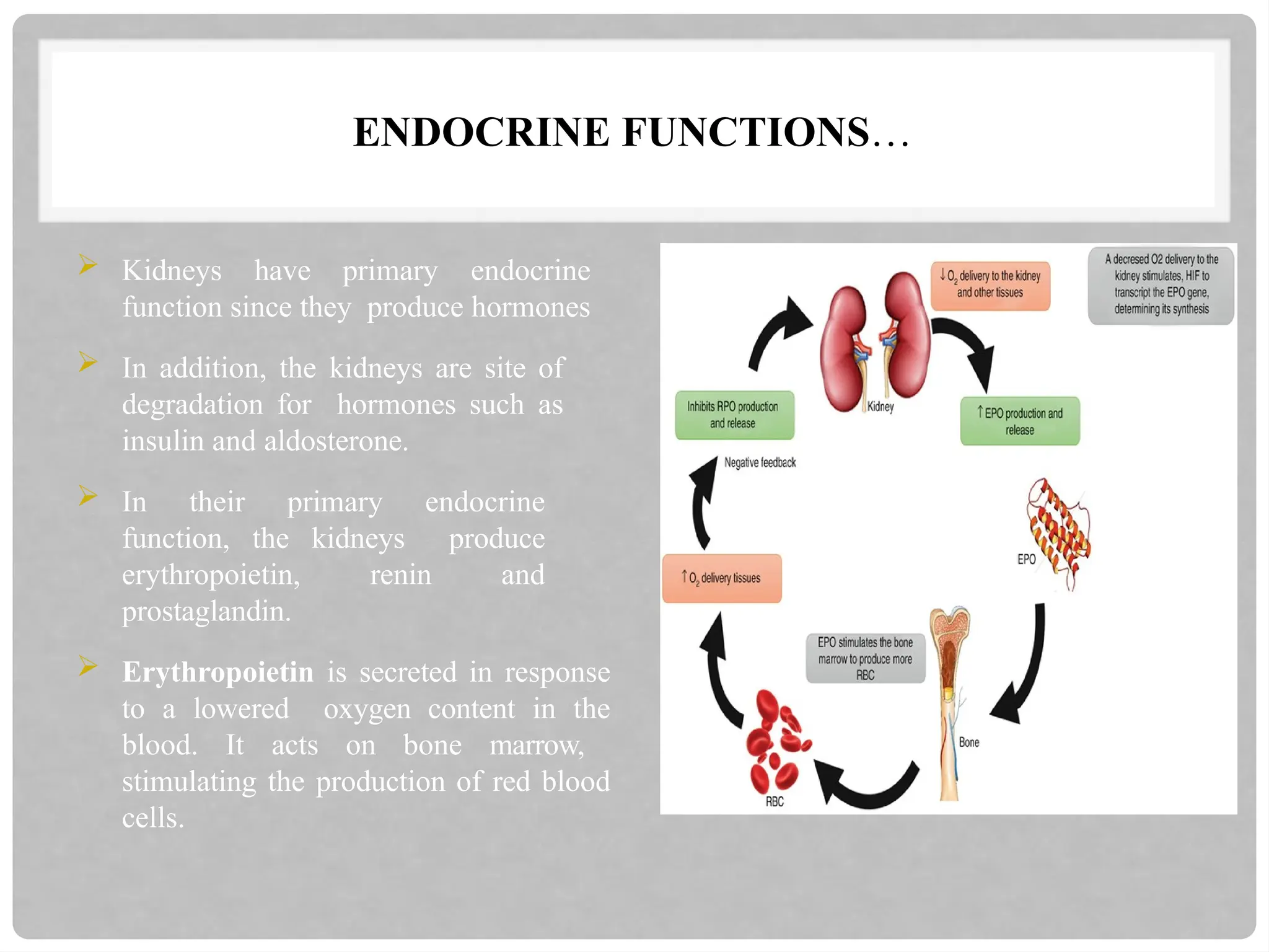 ENDOCRINE FUNCTIONS…
 Kidneys have primary endocrine
function since they produce hormones
 In addition, the kidneys are site of
degradation for hormones such as
insulin and aldosterone.
 In their primary endocrine
function, the kidneys produce
erythropoietin, renin and
prostaglandin.
 Erythropoietin is secreted in response
to a lowered oxygen content in the
blood. It acts on bone marrow,
stimulating the production of red blood
cells.
 