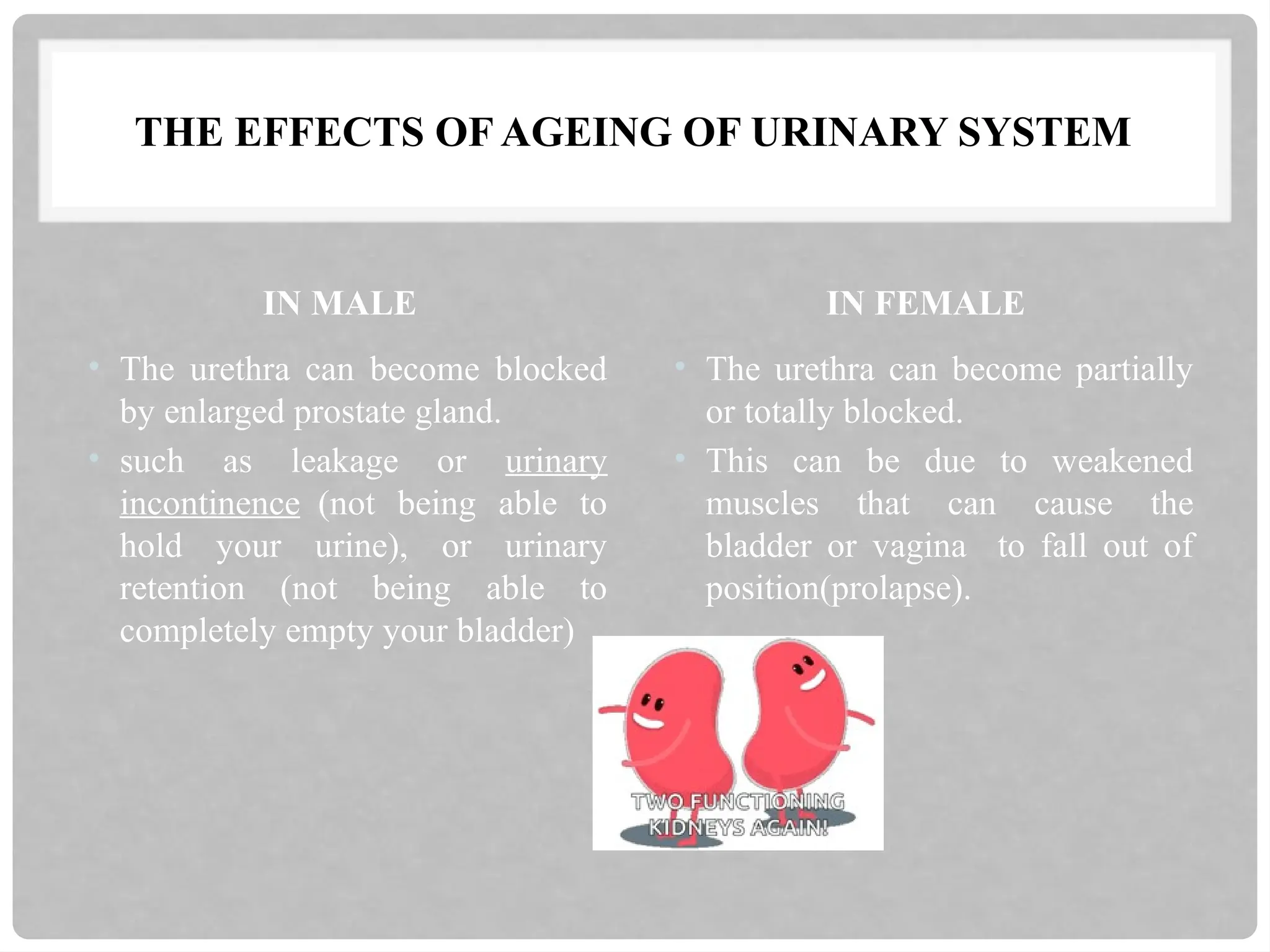 THE EFFECTS OF AGEING OF URINARY SYSTEM
IN MALE
• The urethra can become blocked
by enlarged prostate gland.
• such as leakage or urinary
incontinence (not being able to
hold your urine), or urinary
retention (not being able to
completely empty your bladder)
IN FEMALE
• The urethra can become partially
or totally blocked.
• This can be due to weakened
muscles that can cause the
bladder or vagina to fall out of
position(prolapse).
 