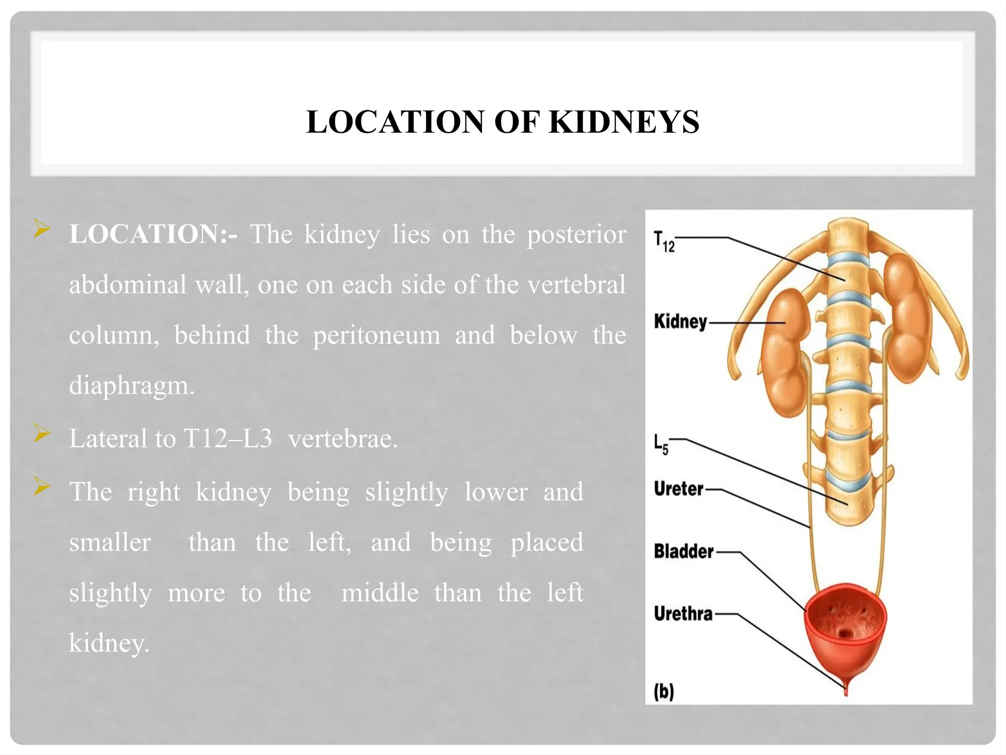 LOCATION OF KIDNEYS
 LOCATION:- The kidney lies on the posterior
abdominal wall, one on each side of the vertebral
column, behind the peritoneum and below the
diaphragm.
 Lateral to T12–L3 vertebrae.
 The right kidney being slightly lower and
smaller than the left, and being placed
slightly more to the middle than the left
kidney.
 