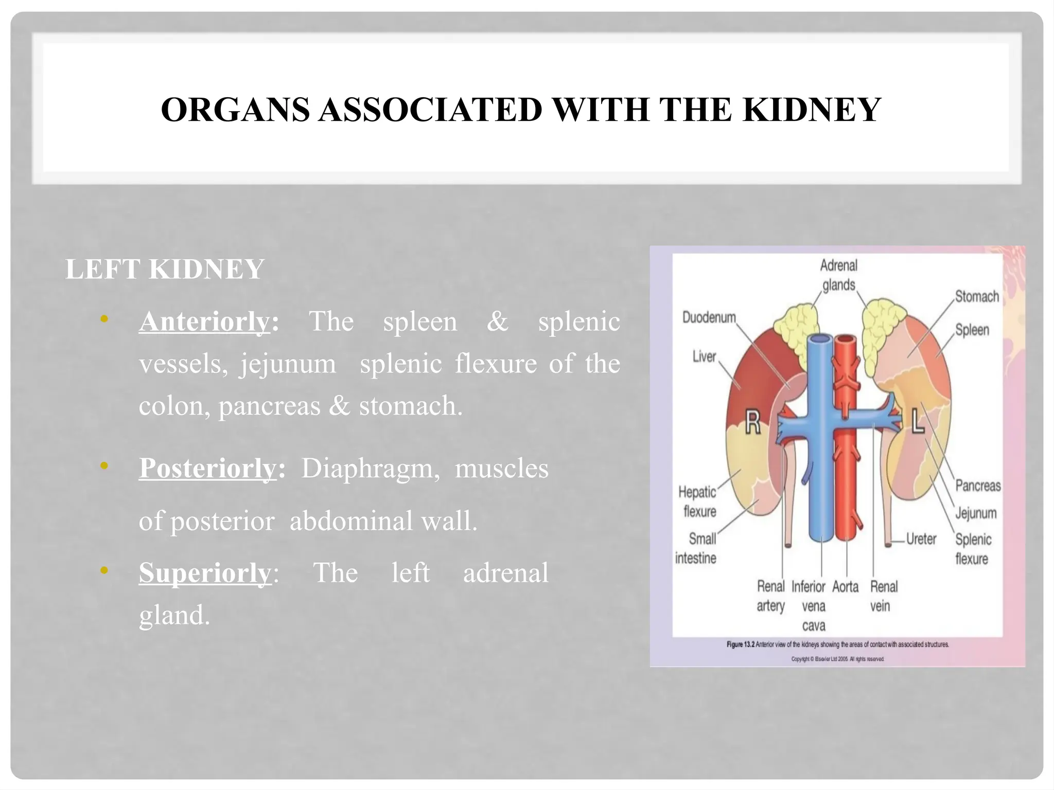 ORGANS ASSOCIATED WITH THE KIDNEY
LEFT KIDNEY
• Anteriorly: The spleen & splenic
vessels, jejunum splenic flexure of the
colon, pancreas & stomach.
• Posteriorly: Diaphragm, muscles
of posterior abdominal wall.
• Superiorly: The left adrenal
gland.
 