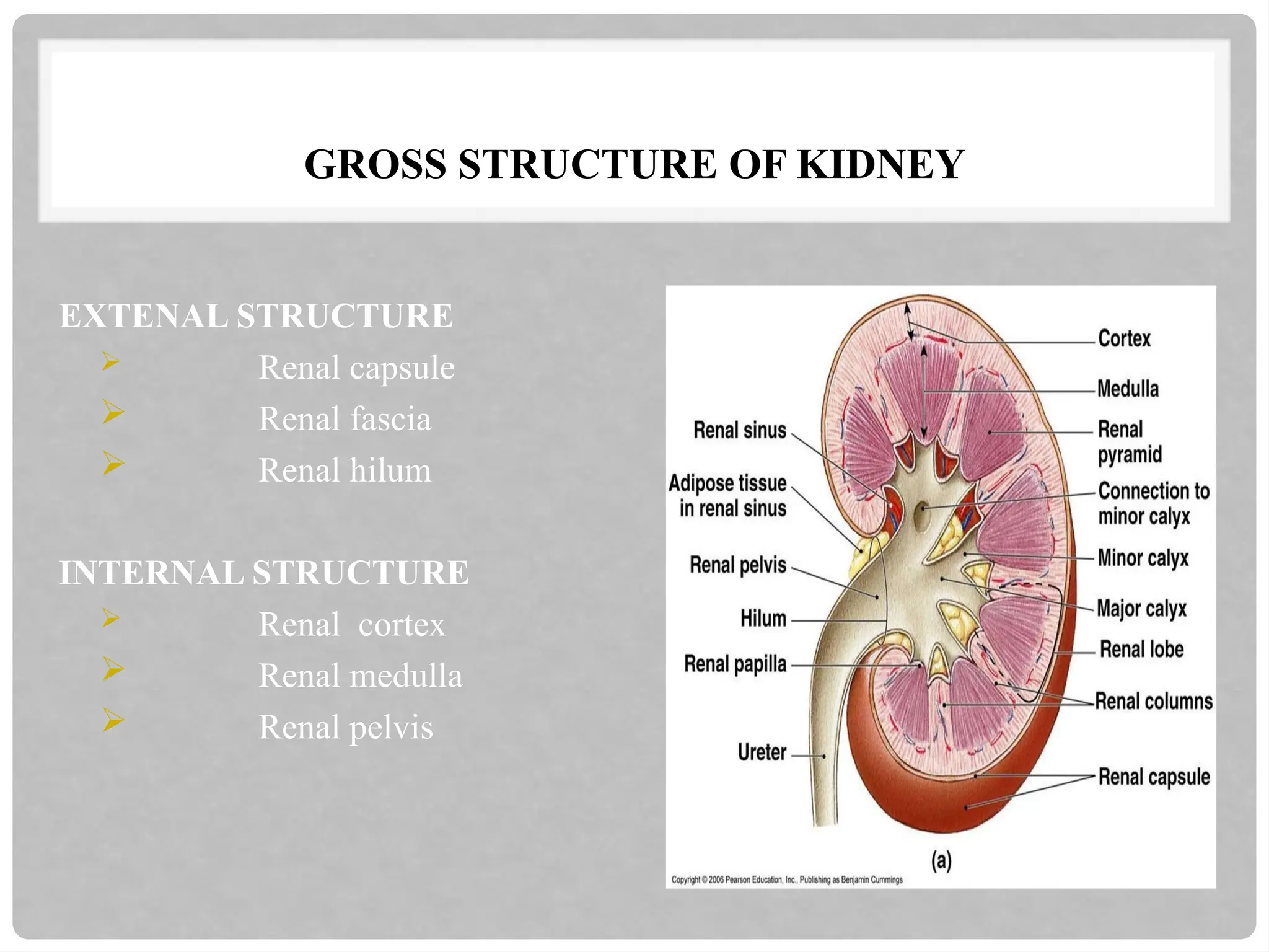 GROSS STRUCTURE OF KIDNEY
EXTENAL STRUCTURE
 Renal capsule
 Renal fascia
 Renal hilum
INTERNAL STRUCTURE
 Renal cortex
 Renal medulla
 Renal pelvis
 