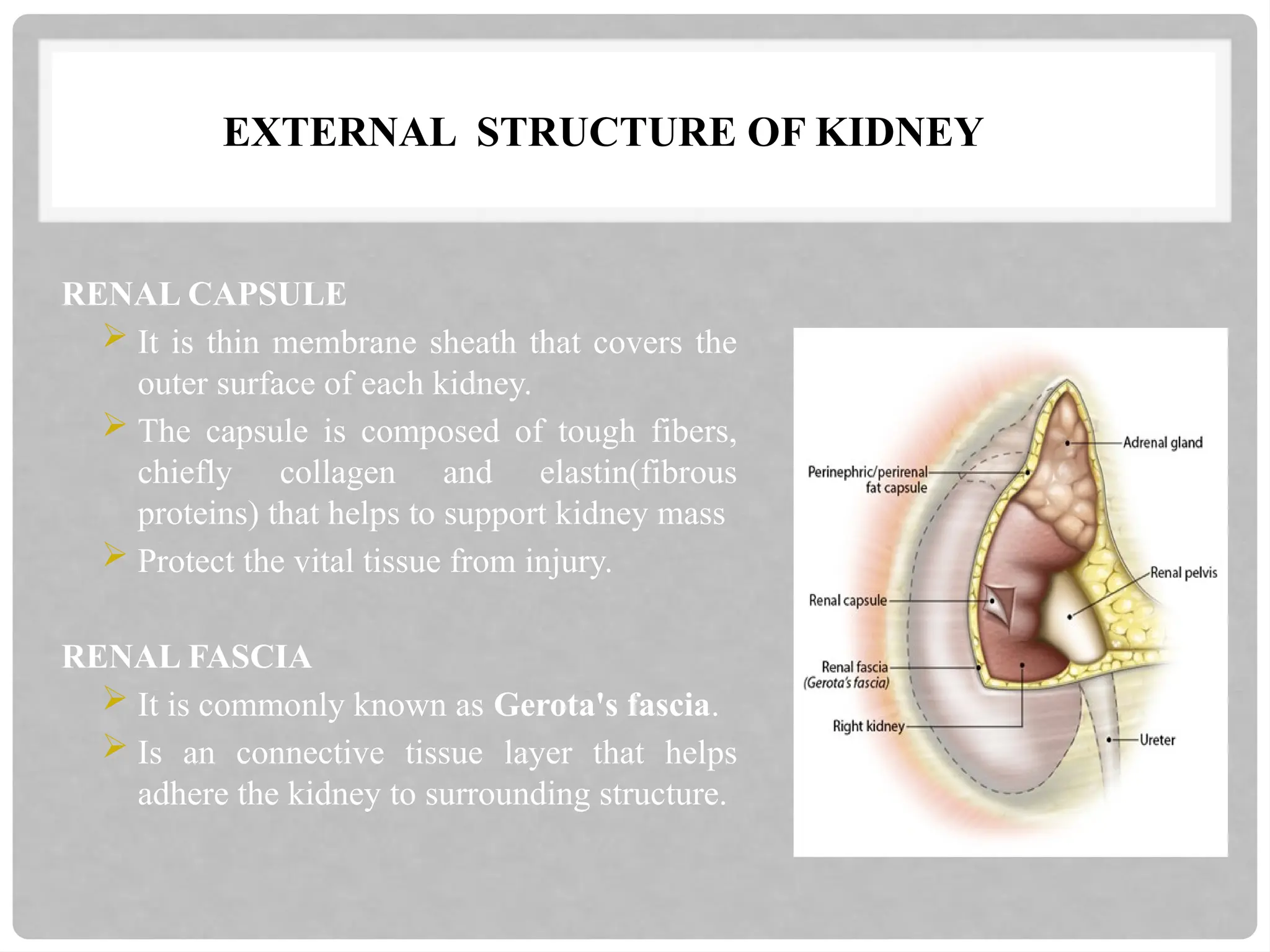 EXTERNAL STRUCTURE OF KIDNEY
RENAL CAPSULE
 It is thin membrane sheath that covers the
outer surface of each kidney.
 The capsule is composed of tough fibers,
chiefly collagen and elastin(fibrous
proteins) that helps to support kidney mass
 Protect the vital tissue from injury.
RENAL FASCIA
 It is commonly known as Gerota's fascia.
 Is an connective tissue layer that helps
adhere the kidney to surrounding structure.
 