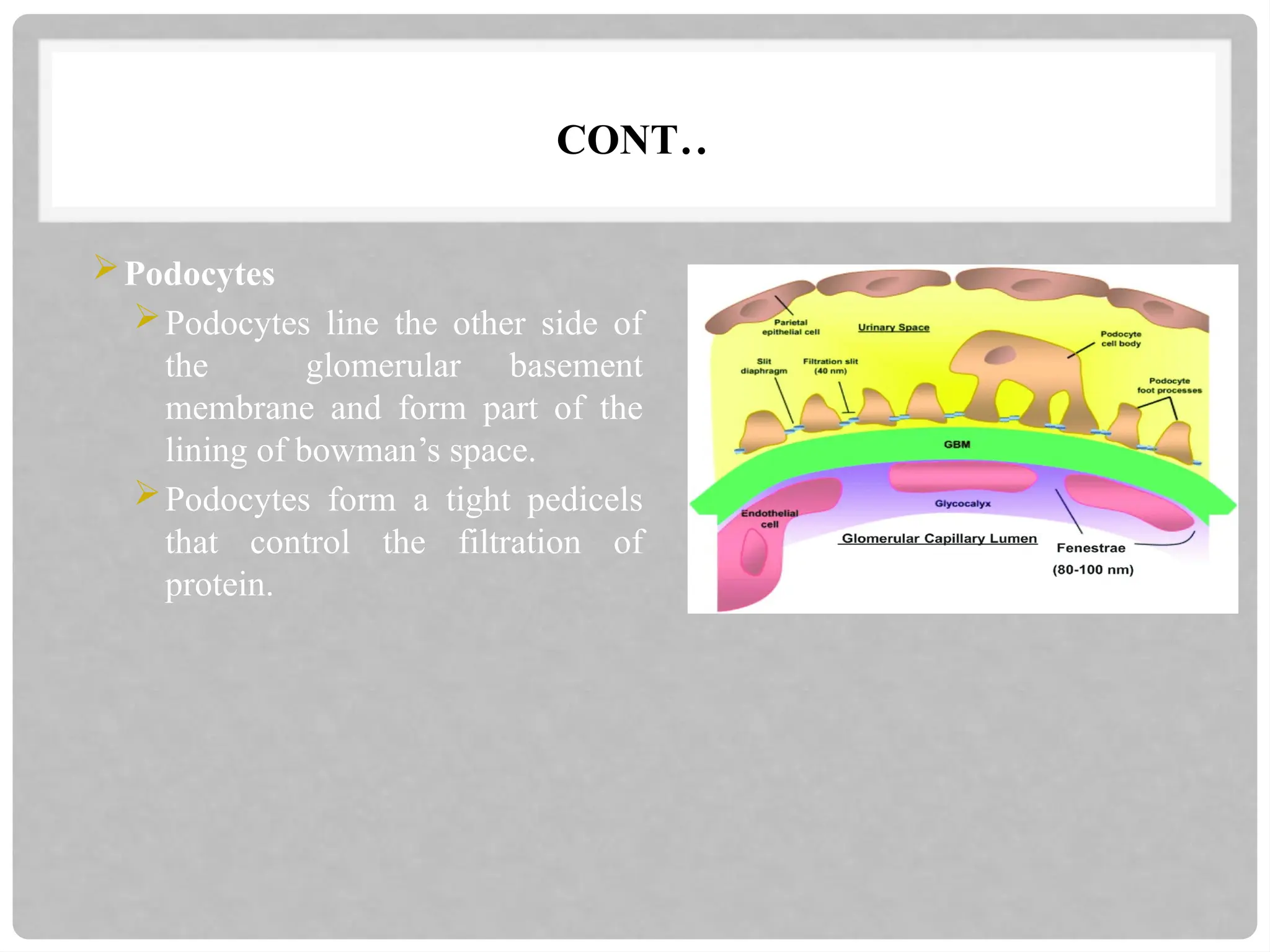 CONT..
Podocytes
Podocytes line the other side of
the glomerular basement
membrane and form part of the
lining of bowman’s space.
Podocytes form a tight pedicels
that control the filtration of
protein.
 