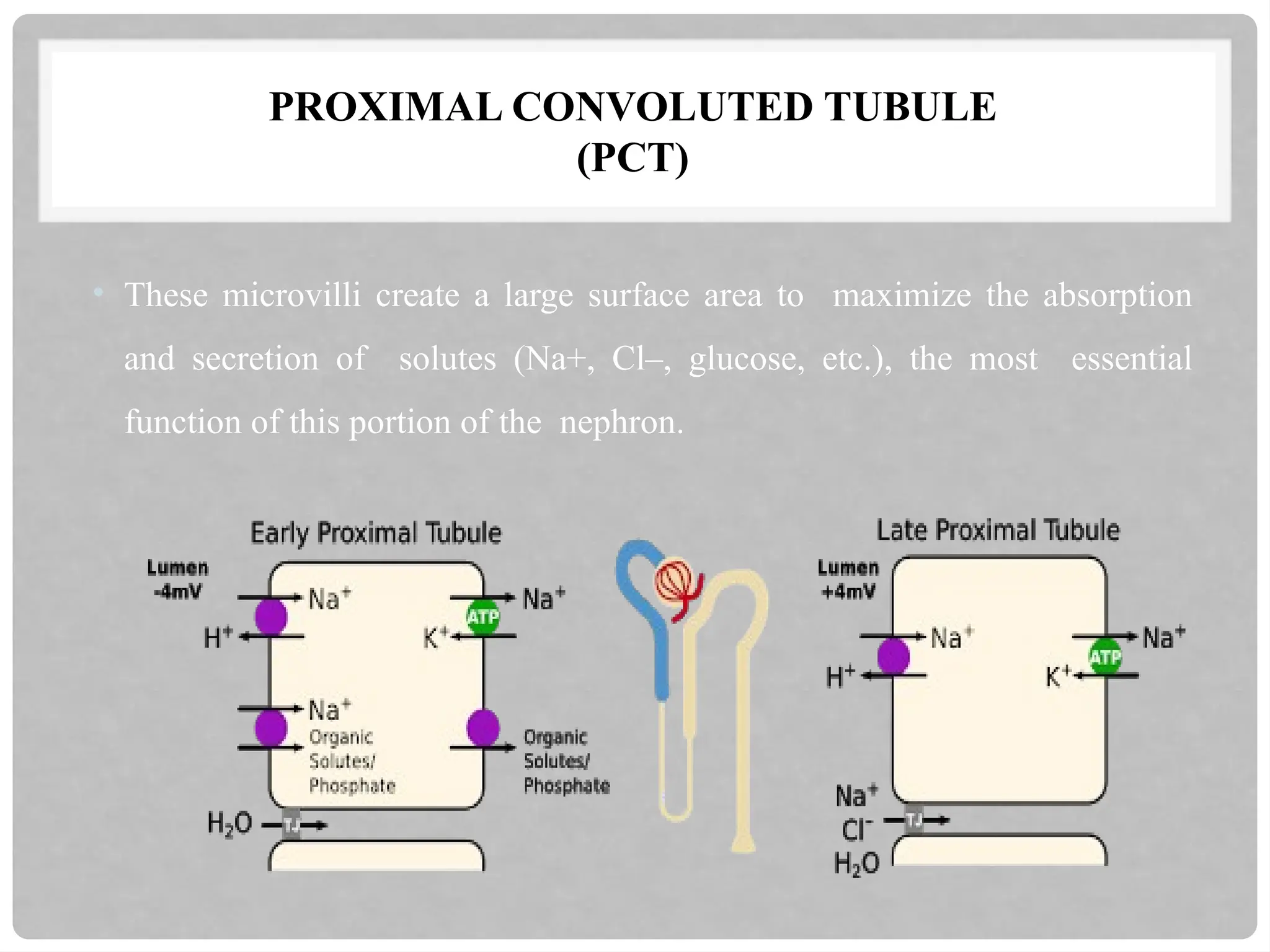 PROXIMAL CONVOLUTED TUBULE
(PCT)
• These microvilli create a large surface area to maximize the absorption
and secretion of solutes (Na+, Cl–, glucose, etc.), the most essential
function of this portion of the nephron.
 