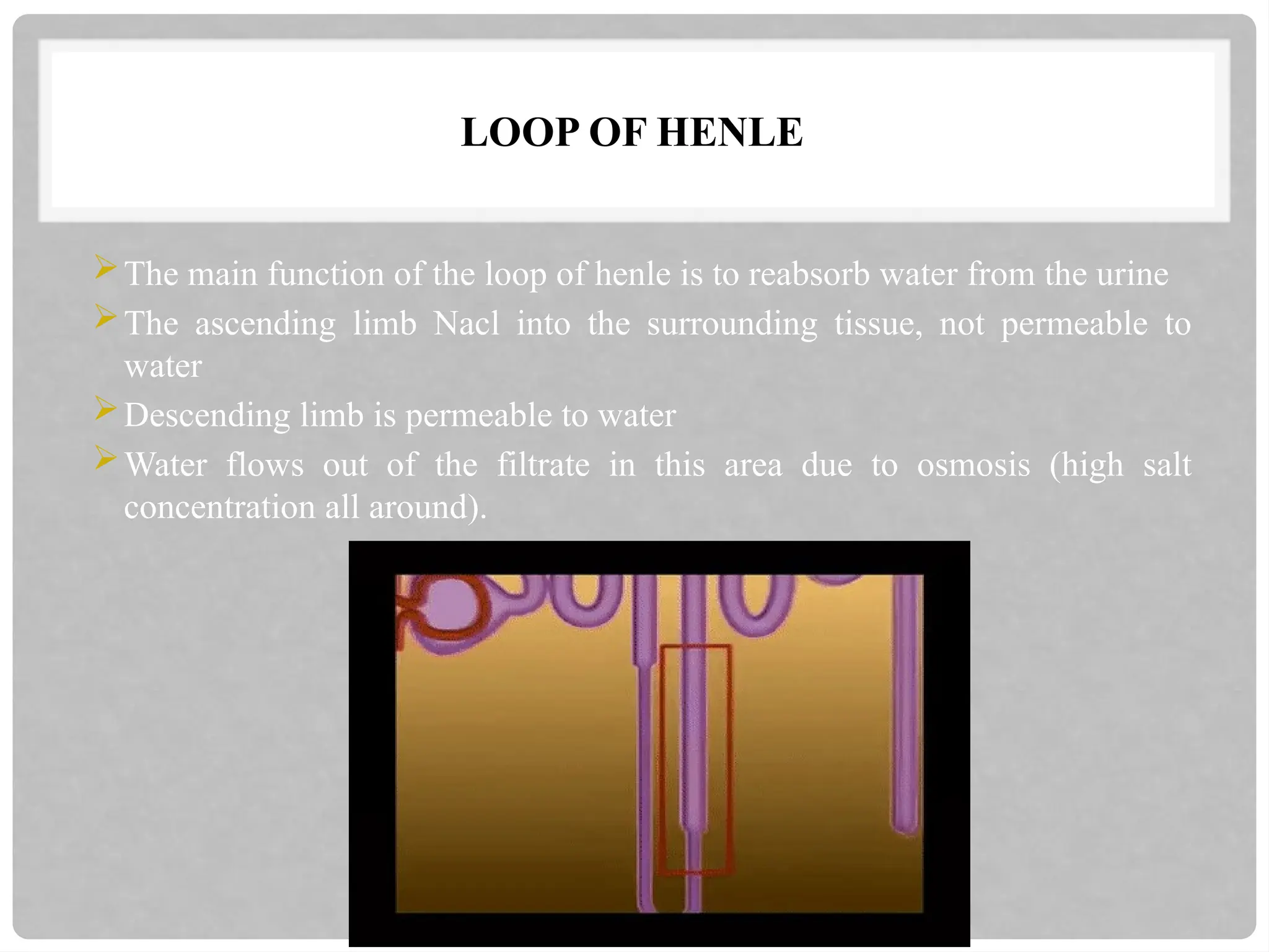 LOOP OF HENLE
The main function of the loop of henle is to reabsorb water from the urine
The ascending limb Nacl into the surrounding tissue, not permeable to
water
Descending limb is permeable to water
Water flows out of the filtrate in this area due to osmosis (high salt
concentration all around).
 
