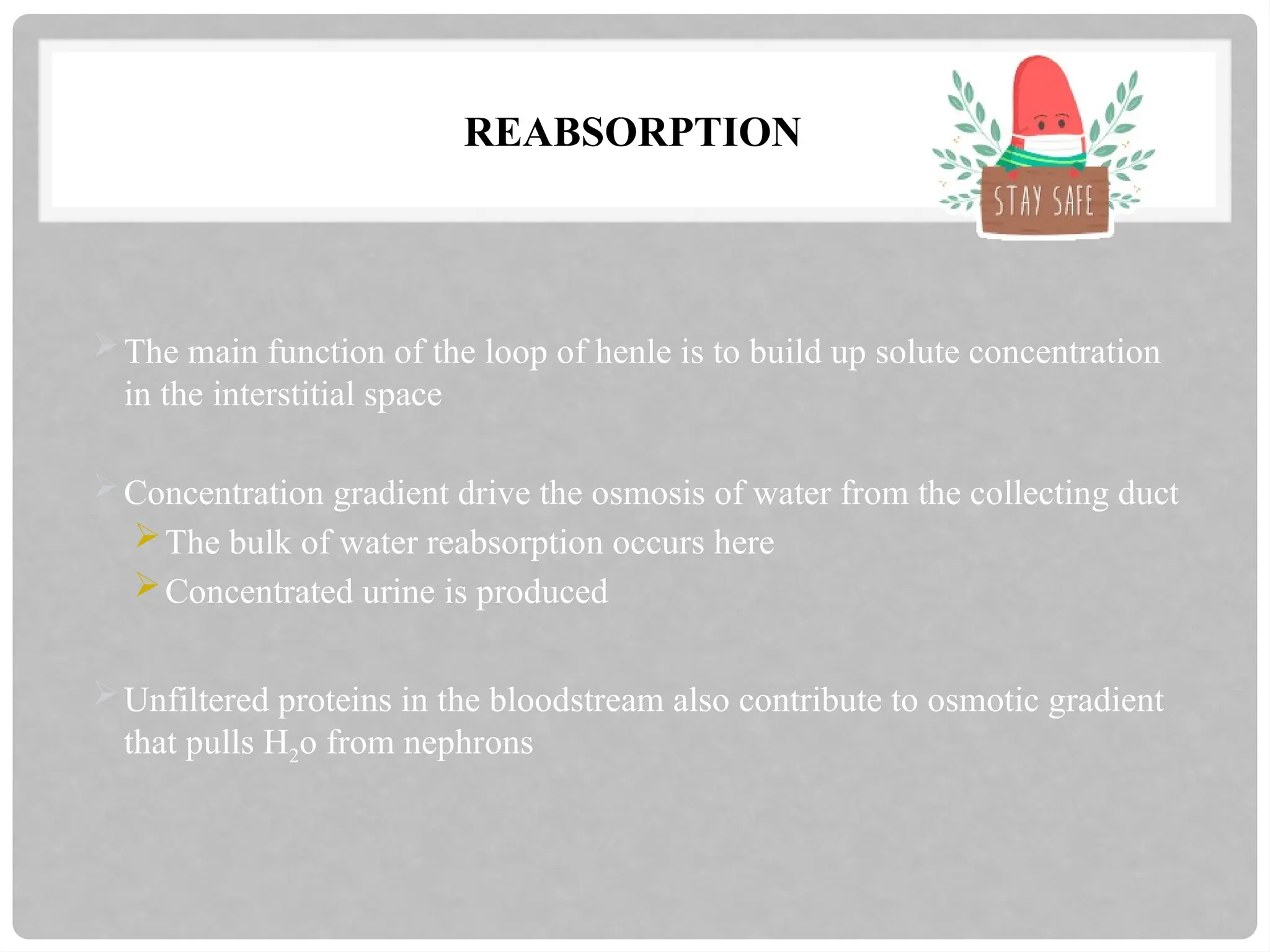 REABSORPTION
The main function of the loop of henle is to build up solute concentration
in the interstitial space
Concentration gradient drive the osmosis of water from the collecting duct
The bulk of water reabsorption occurs here
Concentrated urine is produced
Unfiltered proteins in the bloodstream also contribute to osmotic gradient
that pulls H2o from nephrons
 
