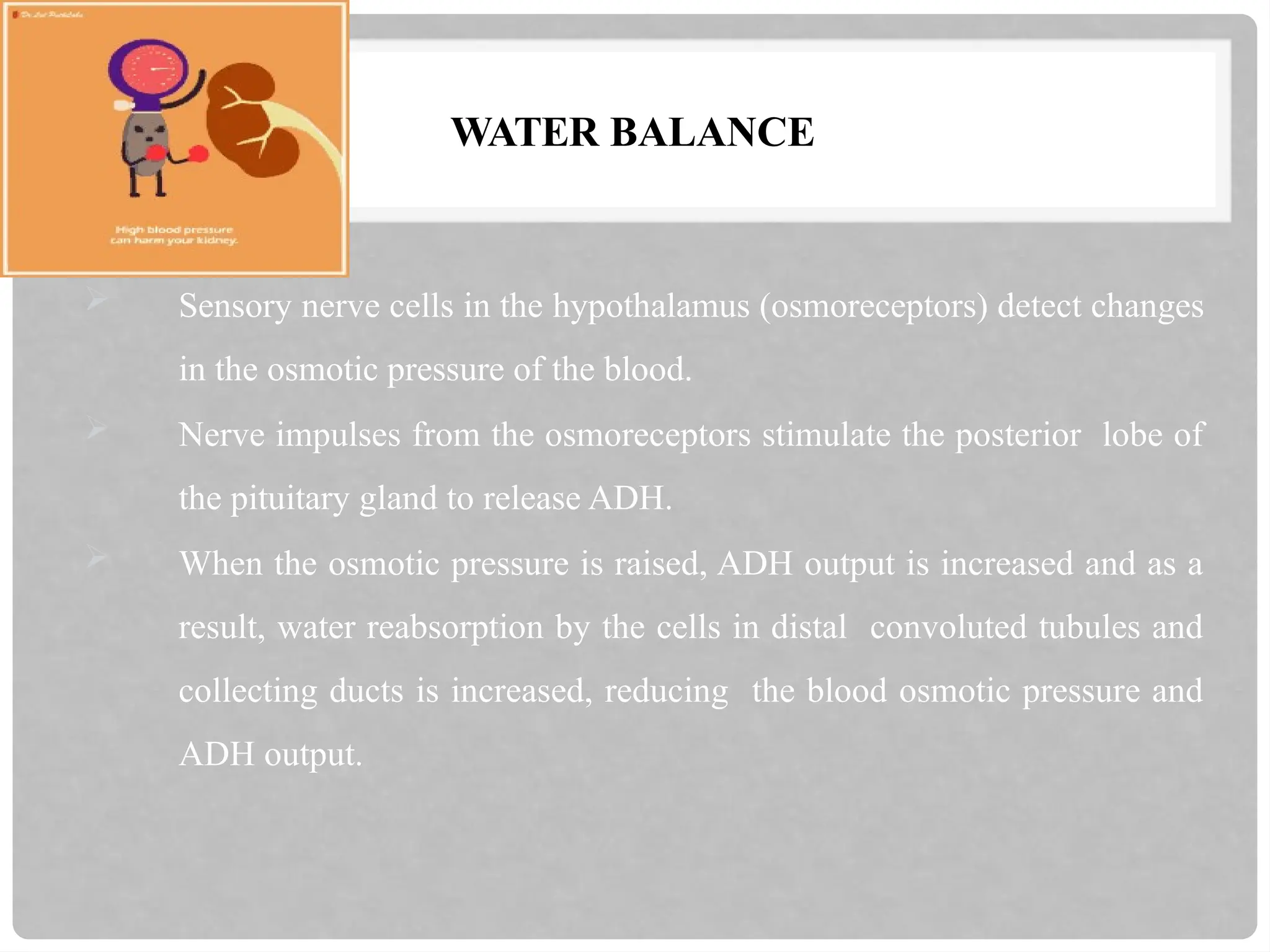 WATER BALANCE
 Sensory nerve cells in the hypothalamus (osmoreceptors) detect changes
in the osmotic pressure of the blood.
 Nerve impulses from the osmoreceptors stimulate the posterior lobe of
the pituitary gland to release ADH.
 When the osmotic pressure is raised, ADH output is increased and as a
result, water reabsorption by the cells in distal convoluted tubules and
collecting ducts is increased, reducing the blood osmotic pressure and
ADH output.
 