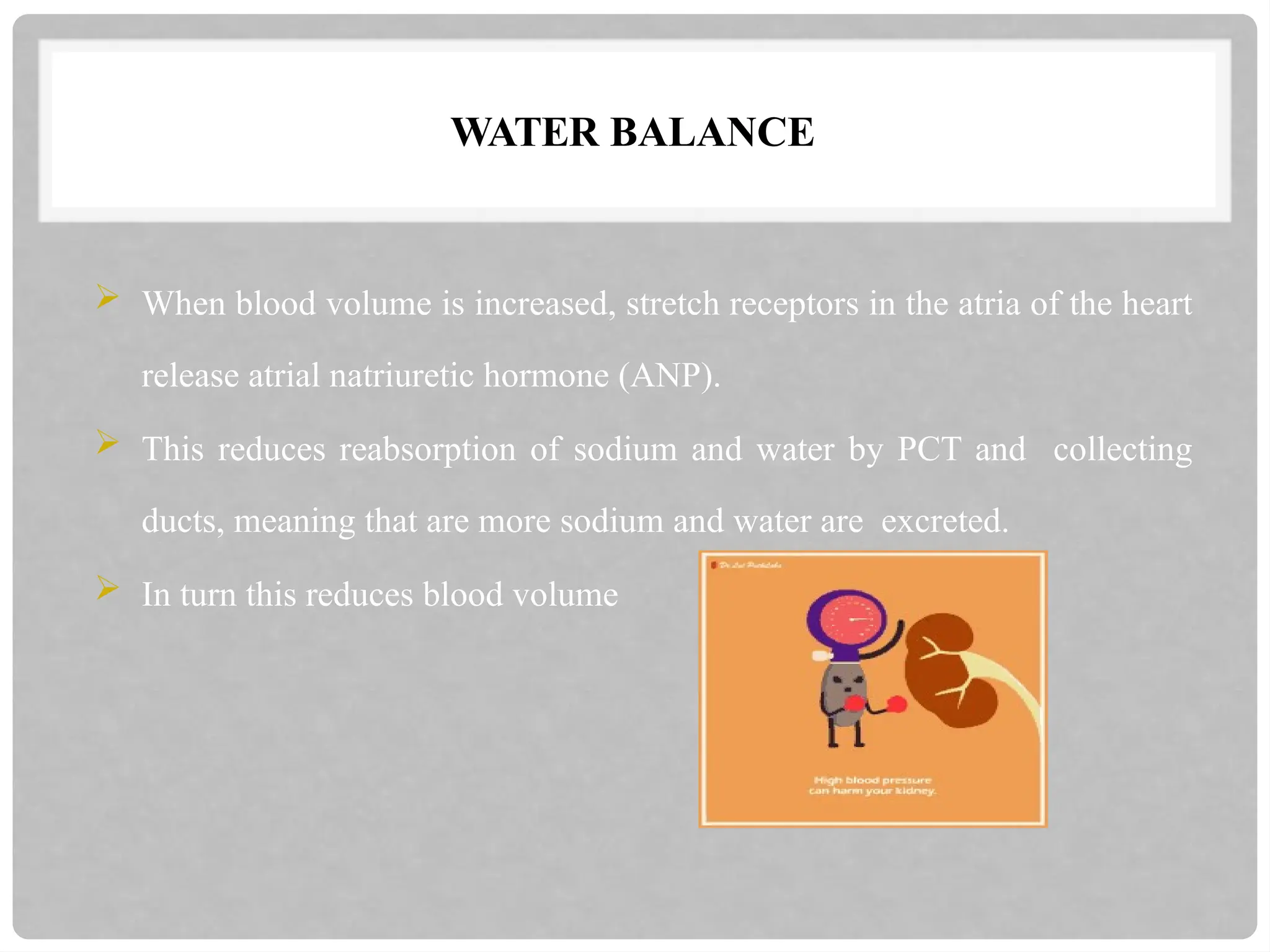 WATER BALANCE
 When blood volume is increased, stretch receptors in the atria of the heart
release atrial natriuretic hormone (ANP).
 This reduces reabsorption of sodium and water by PCT and collecting
ducts, meaning that are more sodium and water are excreted.
 In turn this reduces blood volume
 