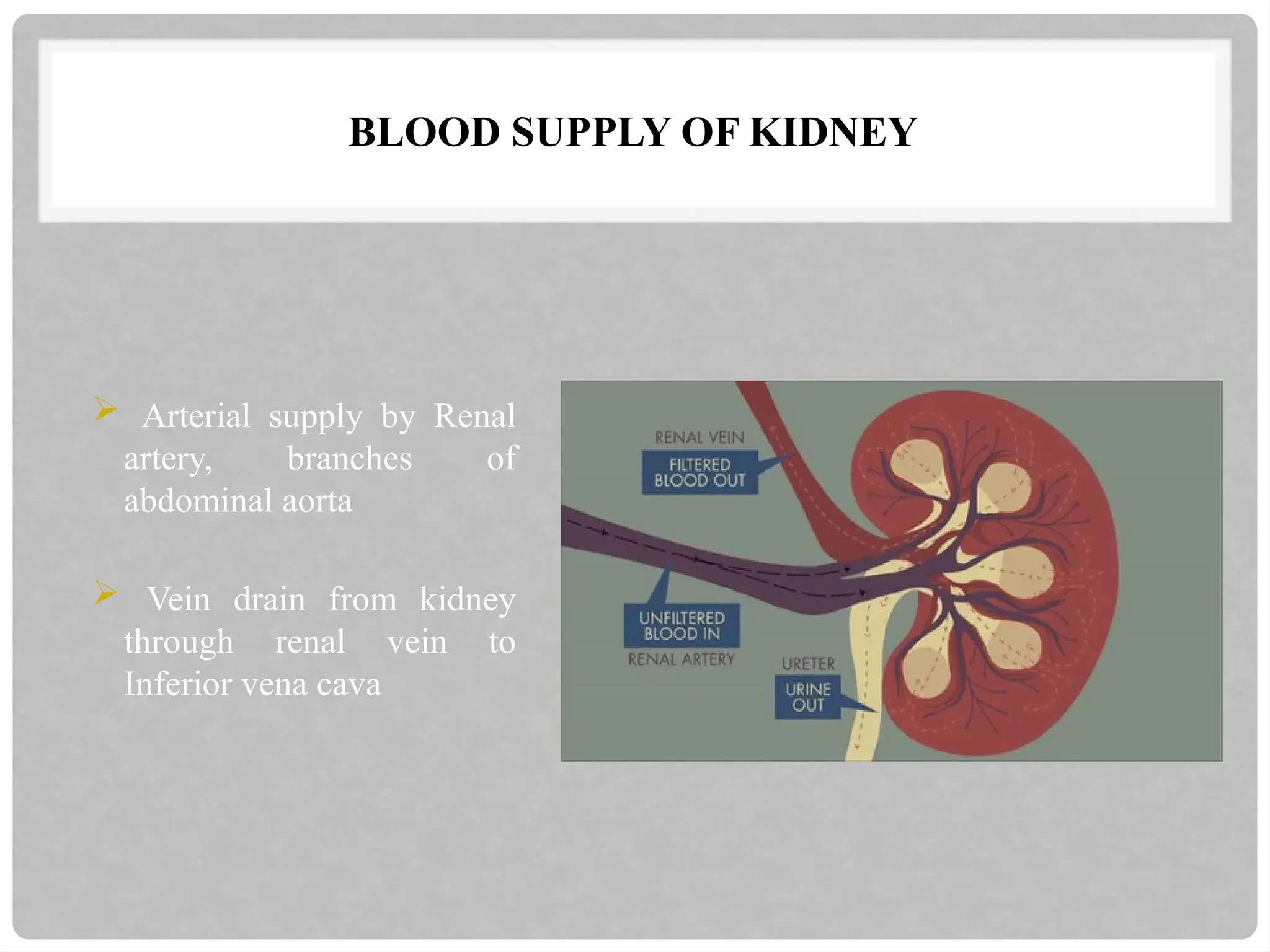 BLOOD SUPPLY OF KIDNEY
 Arterial supply by Renal
artery, branches of
abdominal aorta
 Vein drain from kidney
through renal vein to
Inferior vena cava
 