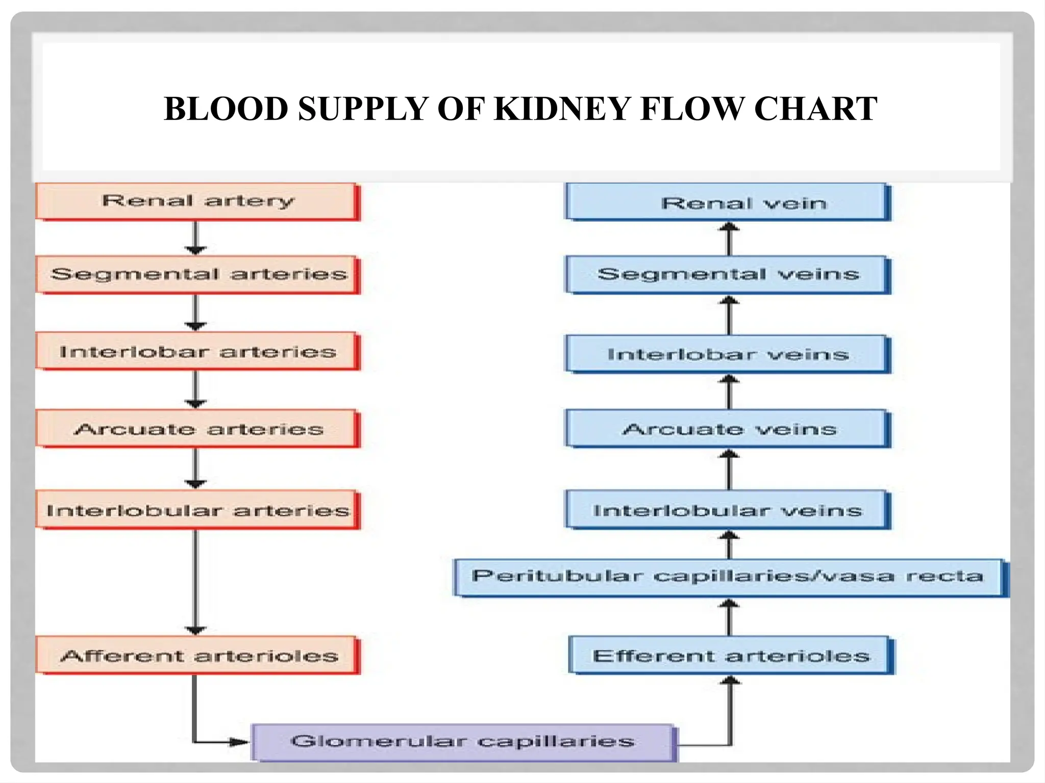 BLOOD SUPPLY OF KIDNEY FLOW CHART
 