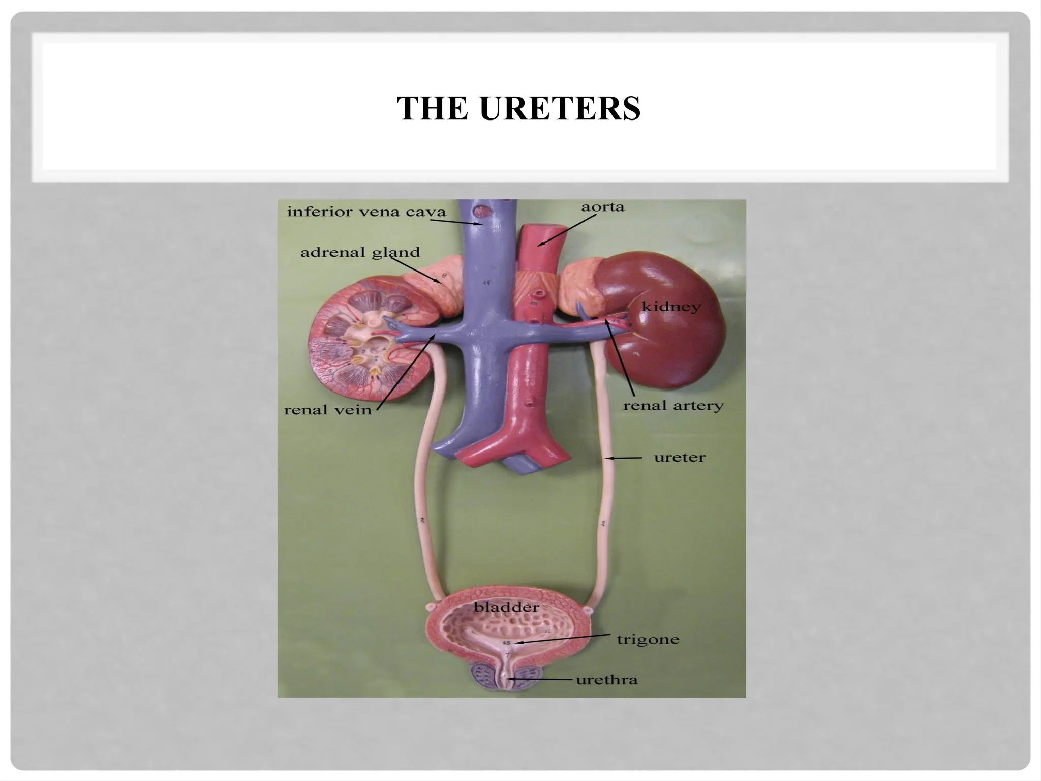 THE URETERS
 