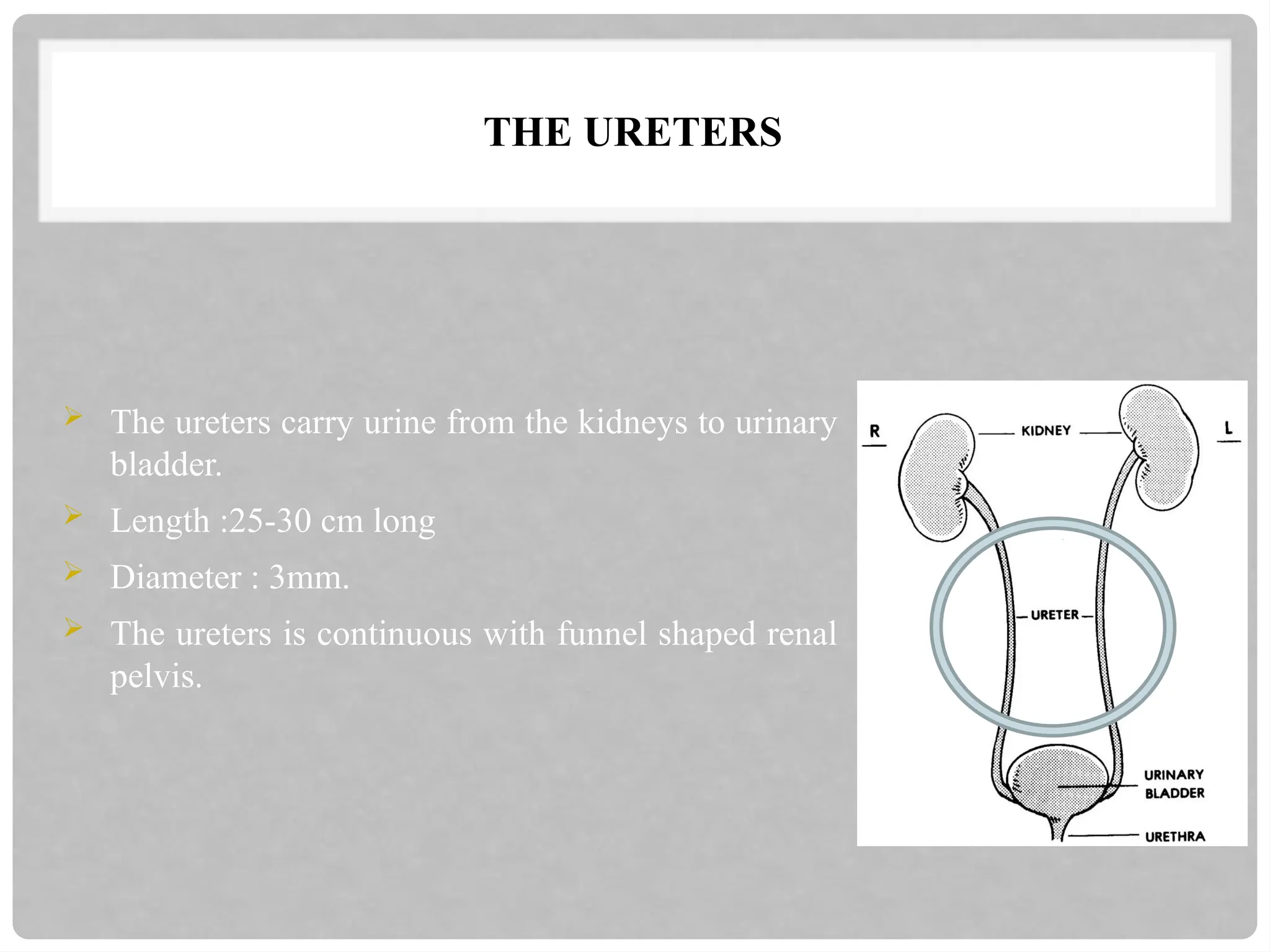 THE URETERS
 The ureters carry urine from the kidneys to urinary
bladder.
 Length :25-30 cm long
 Diameter : 3mm.
 The ureters is continuous with funnel shaped renal
pelvis.
 