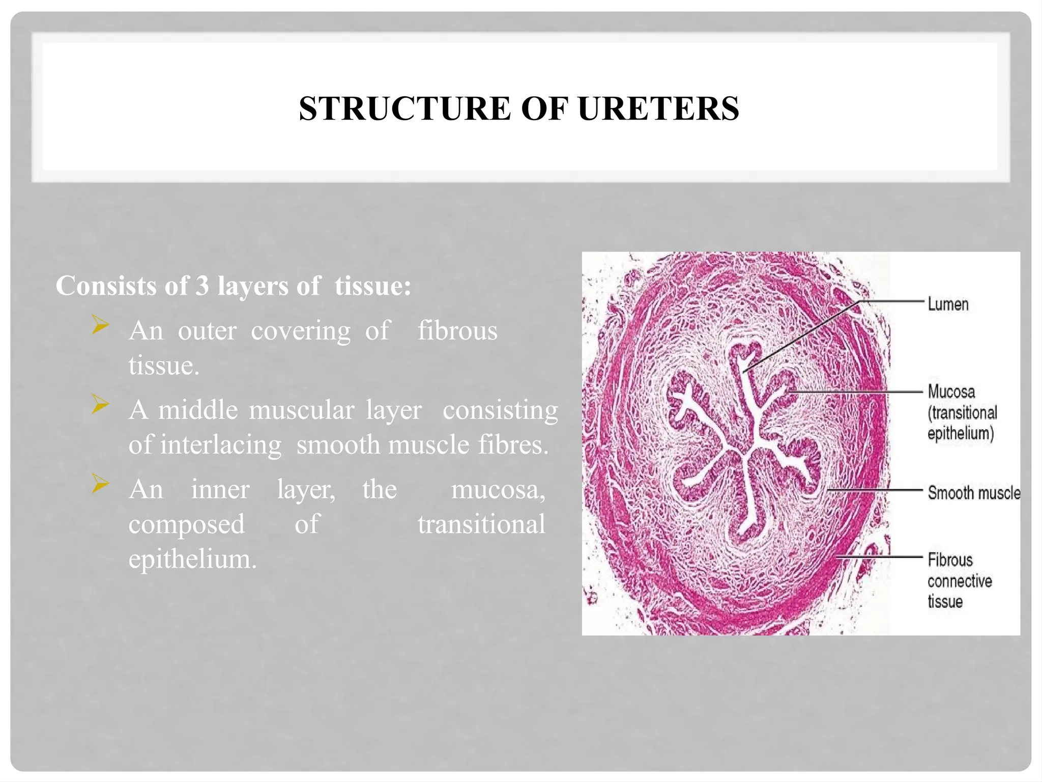 STRUCTURE OF URETERS
Consists of 3 layers of tissue:
 An outer covering of fibrous
tissue.
 A middle muscular layer consisting
of interlacing smooth muscle fibres.
 An inner layer, the mucosa,
composed of transitional
epithelium.
 
