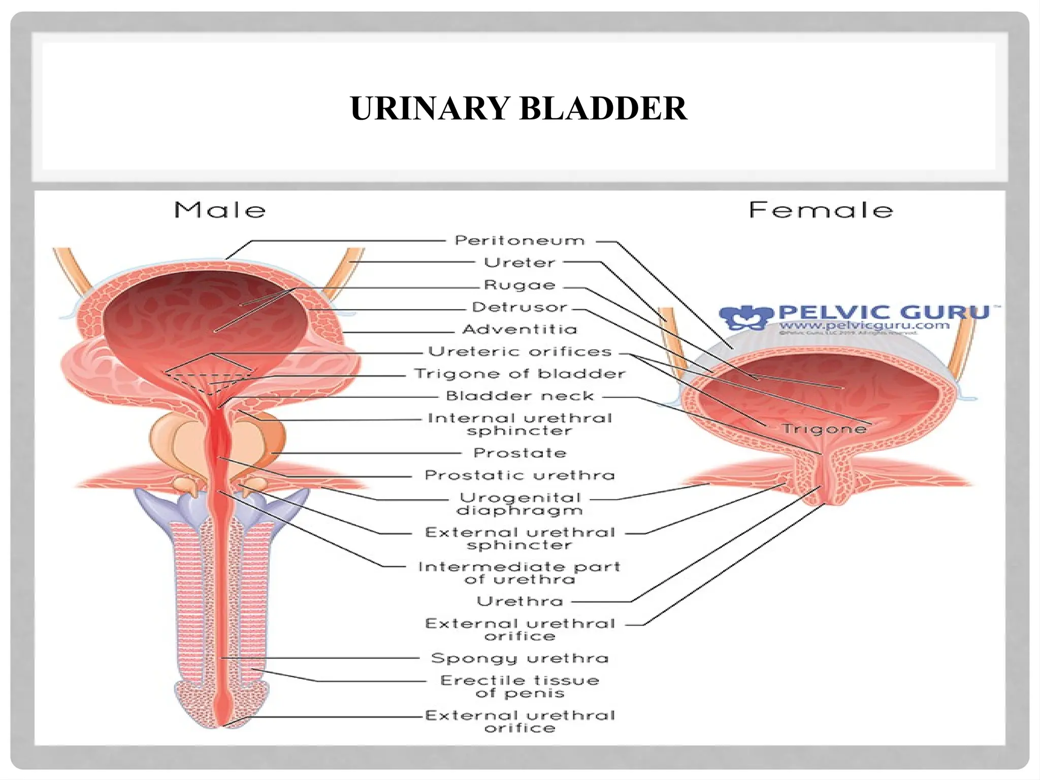 URINARY BLADDER
 