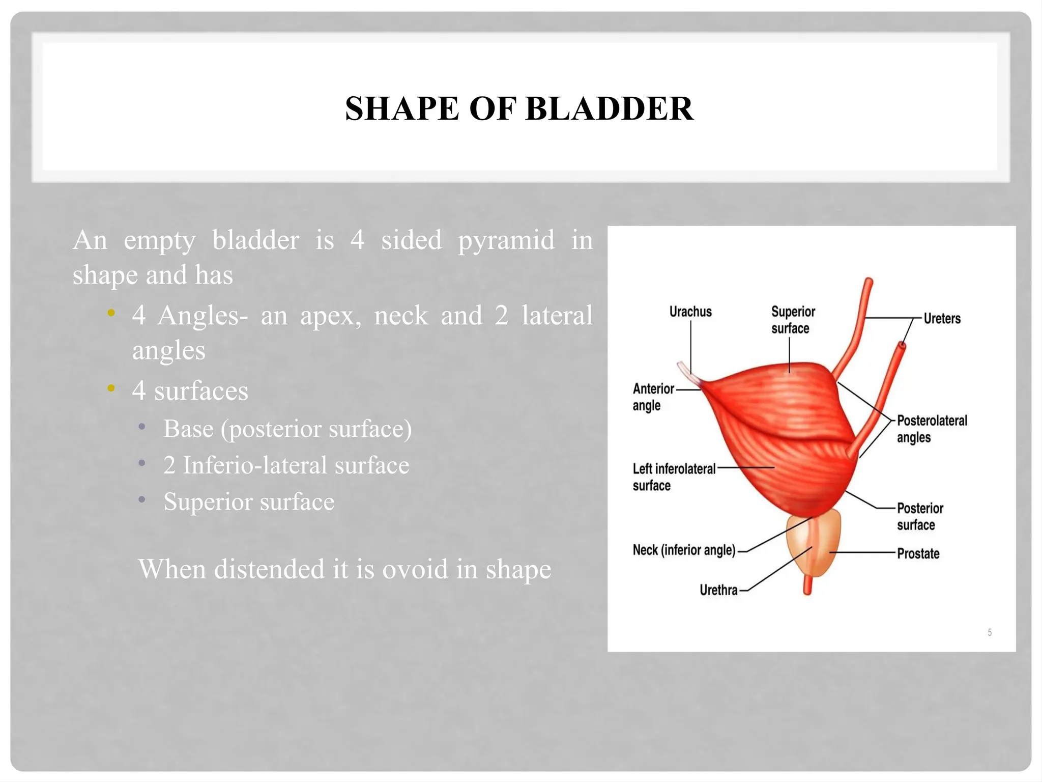 SHAPE OF BLADDER
An empty bladder is 4 sided pyramid in
shape and has
• 4 Angles- an apex, neck and 2 lateral
angles
• 4 surfaces
• Base (posterior surface)
• 2 Inferio-lateral surface
• Superior surface
When distended it is ovoid in shape
 