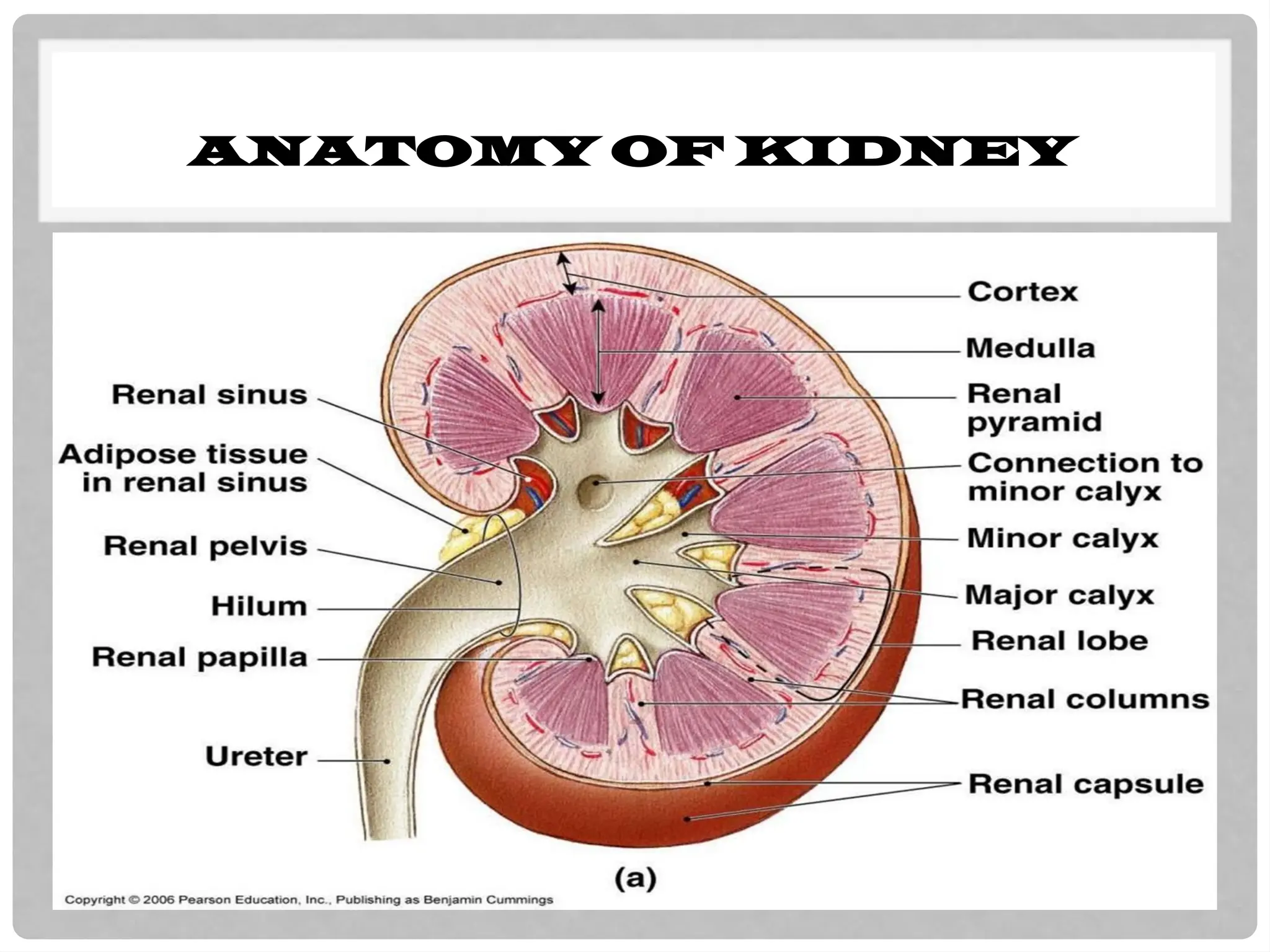 ANATOMY OF KIDNEY
 