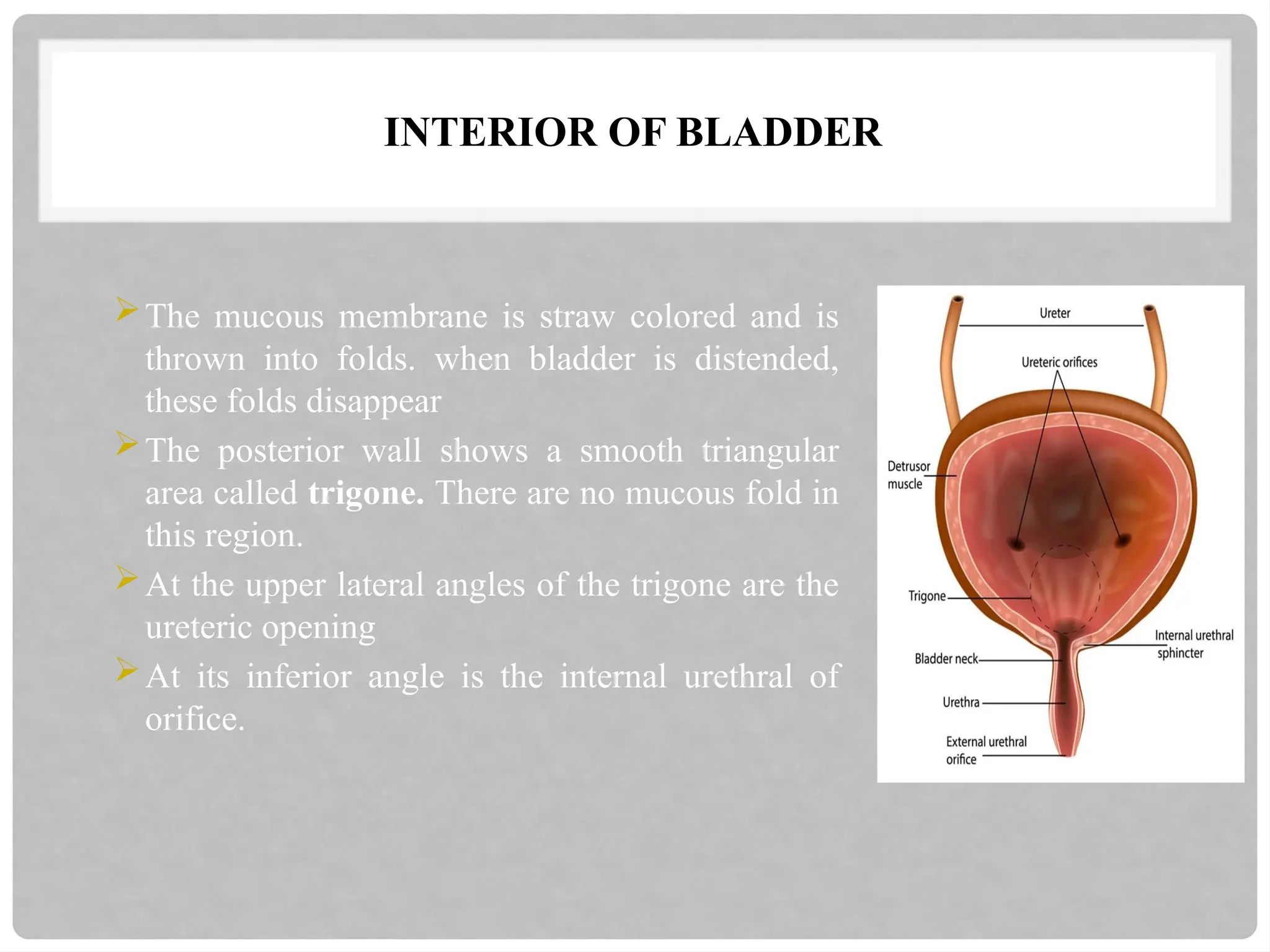 INTERIOR OF BLADDER
The mucous membrane is straw colored and is
thrown into folds. when bladder is distended,
these folds disappear
The posterior wall shows a smooth triangular
area called trigone. There are no mucous fold in
this region.
At the upper lateral angles of the trigone are the
ureteric opening
At its inferior angle is the internal urethral of
orifice.
 