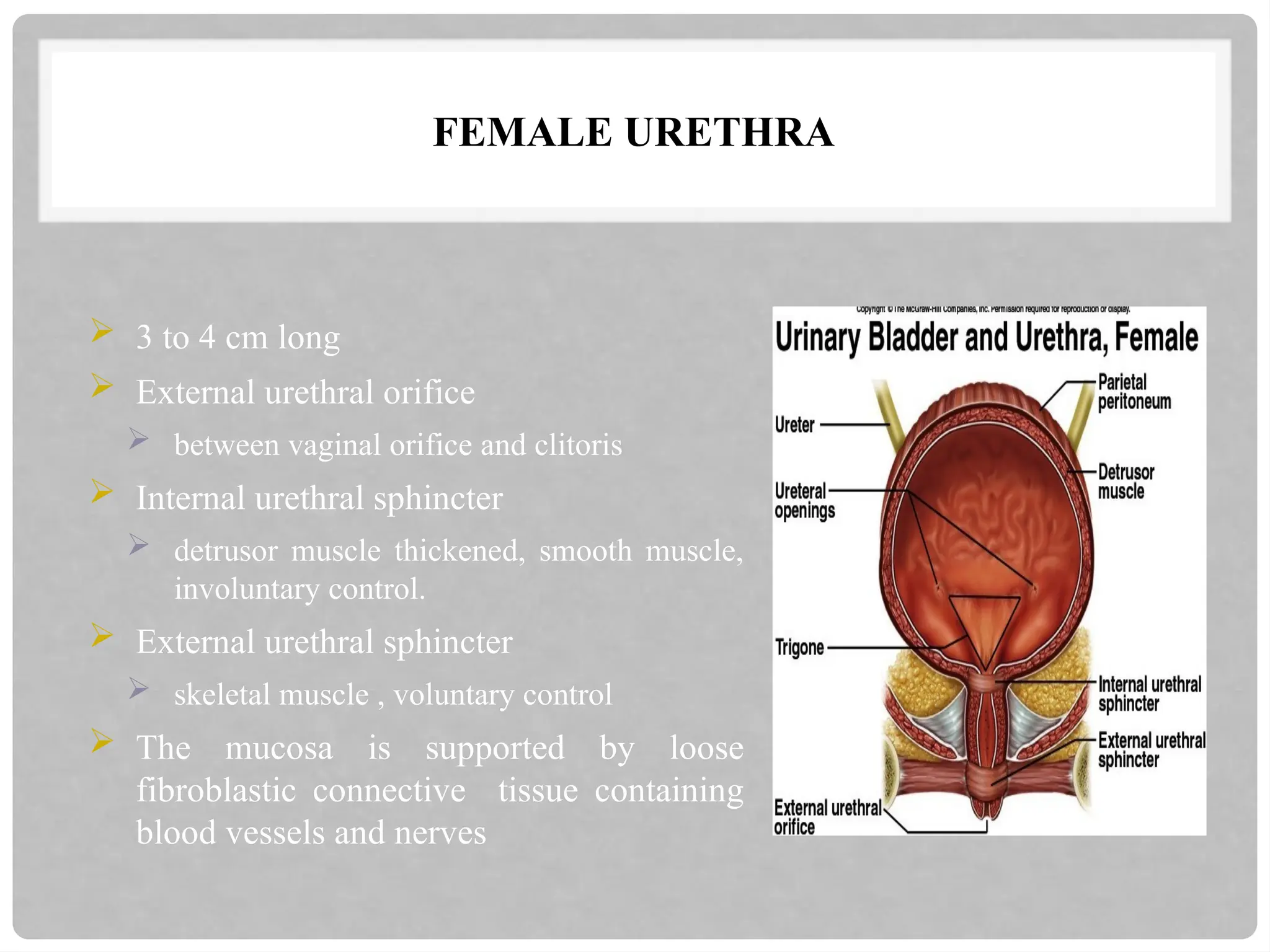 FEMALE URETHRA
 3 to 4 cm long
 External urethral orifice
 between vaginal orifice and clitoris
 Internal urethral sphincter
 detrusor muscle thickened, smooth muscle,
involuntary control.
 External urethral sphincter
 skeletal muscle , voluntary control
 The mucosa is supported by loose
fibroblastic connective tissue containing
blood vessels and nerves
 