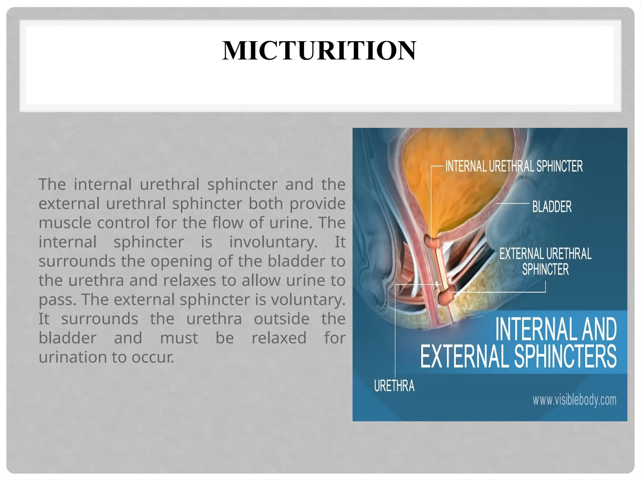 MICTURITION
The internal urethral sphincter and the
external urethral sphincter both provide
muscle control for the flow of urine. The
internal sphincter is involuntary. It
surrounds the opening of the bladder to
the urethra and relaxes to allow urine to
pass. The external sphincter is voluntary.
It surrounds the urethra outside the
bladder and must be relaxed for
urination to occur.
 