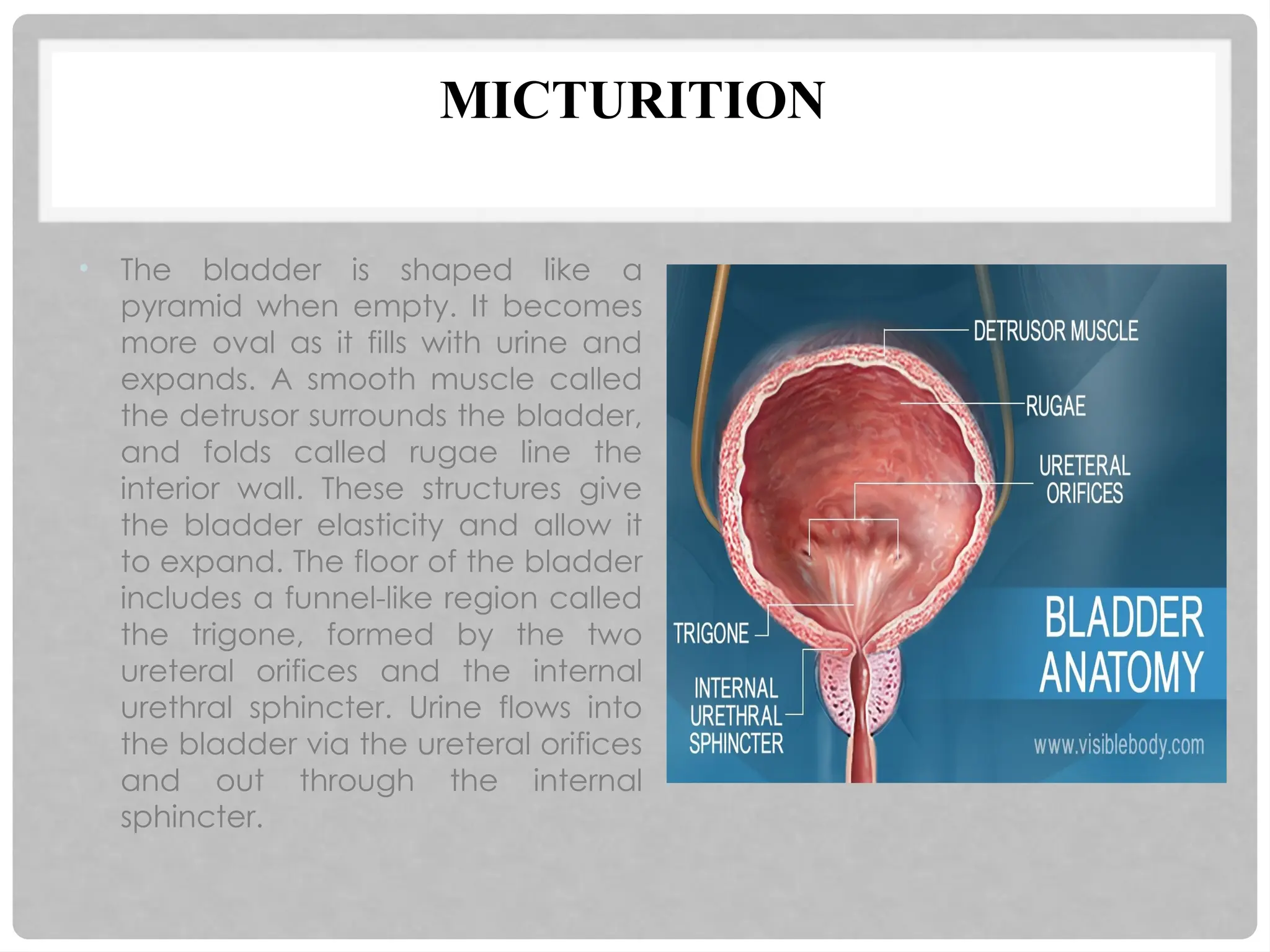 MICTURITION
• The bladder is shaped like a
pyramid when empty. It becomes
more oval as it fills with urine and
expands. A smooth muscle called
the detrusor surrounds the bladder,
and folds called rugae line the
interior wall. These structures give
the bladder elasticity and allow it
to expand. The floor of the bladder
includes a funnel-like region called
the trigone, formed by the two
ureteral orifices and the internal
urethral sphincter. Urine flows into
the bladder via the ureteral orifices
and out through the internal
sphincter.
 