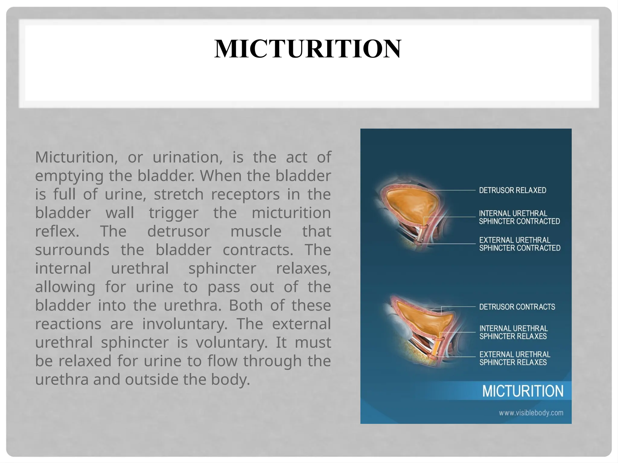 MICTURITION
Micturition, or urination, is the act of
emptying the bladder. When the bladder
is full of urine, stretch receptors in the
bladder wall trigger the micturition
reflex. The detrusor muscle that
surrounds the bladder contracts. The
internal urethral sphincter relaxes,
allowing for urine to pass out of the
bladder into the urethra. Both of these
reactions are involuntary. The external
urethral sphincter is voluntary. It must
be relaxed for urine to flow through the
urethra and outside the body.
 