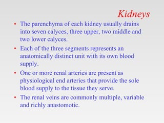 Kidneys
• The parenchyma of each kidney usually drains
into seven calyces, three upper, two middle and
two lower calyces.
• Each of the three segments represents an
anatomically distinct unit with its own blood
supply.
• One or more renal arteries are present as
physiological end arteries that provide the sole
blood supply to the tissue they serve.
• The renal veins are commonly multiple, variable
and richly anastomotic.
 