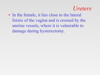 Ureters
• In the female, it lies close to the lateral
fornix of the vagina and is crossed by the
uterine vessels, where it is vulnerable to
damage during hysterectomy.
 