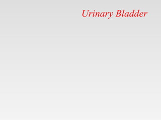 Urinary Bladder
 
