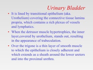 Urinary Bladder
• It is lined by transitional epithelium (aka.
Urothelium) covering the connective tissue lamina
propria, which contains a rich plexus of vessels
and lymphatics.
• When the detrusor muscle hypertrophies, the inner
layer,covered by urothelium, stands out, resulting
in the appearance of trabeculation.
• Over the trigone is a thin layer of smooth muscle
to which the epithelium is closely adherent and
which extends as a sheath around the lower ureters
and into the proximal urethra.
 