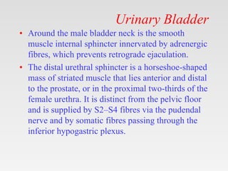Urinary Bladder
• Around the male bladder neck is the smooth
muscle internal sphincter innervated by adrenergic
fibres, which prevents retrograde ejaculation.
• The distal urethral sphincter is a horseshoe-shaped
mass of striated muscle that lies anterior and distal
to the prostate, or in the proximal two-thirds of the
female urethra. It is distinct from the pelvic floor
and is supplied by S2–S4 fibres via the pudendal
nerve and by somatic fibres passing through the
inferior hypogastric plexus.
 