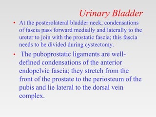 Urinary Bladder
• At the posterolateral bladder neck, condensations
of fascia pass forward medially and laterally to the
ureter to join with the prostatic fascia; this fascia
needs to be divided during cystectomy.
• The puboprostatic ligaments are well-
defined condensations of the anterior
endopelvic fascia; they stretch from the
front of the prostate to the periosteum of the
pubis and lie lateral to the dorsal vein
complex.
 