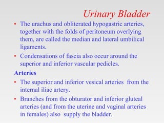 Urinary Bladder
• The urachus and obliterated hypogastric arteries,
together with the folds of peritoneum overlying
them, are called the median and lateral umbilical
ligaments.
• Condensations of fascia also occur around the
superior and inferior vascular pedicles.
Arteries
• The superior and inferior vesical arteries from the
internal iliac artery.
• Branches from the obturator and inferior gluteal
arteries (and from the uterine and vaginal arteries
in females) also supply the bladder.
 