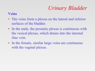 Urinary Bladder
Veins
• The veins form a plexus on the lateral and inferior
surfaces of the bladder.
• In the male, the prostatic plexus is continuous with
the vesical plexus, which drains into the internal
iliac vein.
• In the female, similar large veins are continuous
with the vaginal plexus.
 