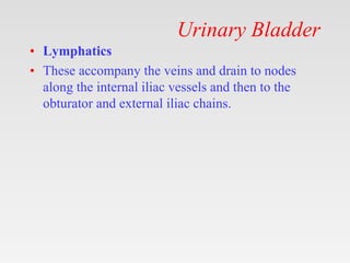 Urinary Bladder
• Lymphatics
• These accompany the veins and drain to nodes
along the internal iliac vessels and then to the
obturator and external iliac chains.
 