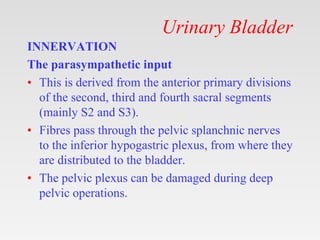 Urinary Bladder
INNERVATION
The parasympathetic input
• This is derived from the anterior primary divisions
of the second, third and fourth sacral segments
(mainly S2 and S3).
• Fibres pass through the pelvic splanchnic nerves
to the inferior hypogastric plexus, from where they
are distributed to the bladder.
• The pelvic plexus can be damaged during deep
pelvic operations.
 