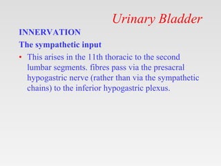 Urinary Bladder
INNERVATION
The sympathetic input
• This arises in the 11th thoracic to the second
lumbar segments. fibres pass via the presacral
hypogastric nerve (rather than via the sympathetic
chains) to the inferior hypogastric plexus.
 