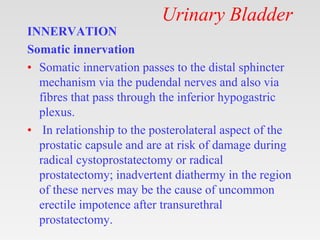 Urinary Bladder
INNERVATION
Somatic innervation
• Somatic innervation passes to the distal sphincter
mechanism via the pudendal nerves and also via
fibres that pass through the inferior hypogastric
plexus.
• In relationship to the posterolateral aspect of the
prostatic capsule and are at risk of damage during
radical cystoprostatectomy or radical
prostatectomy; inadvertent diathermy in the region
of these nerves may be the cause of uncommon
erectile impotence after transurethral
prostatectomy.
 