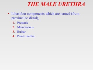 THE MALE URETHRA
• It has four components which are named (from
proximal to distal),
1. Prostatic
2. Membranous
3. Bulbar
4. Penile urethra.
 