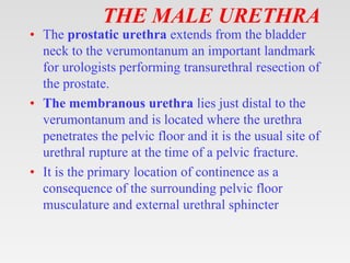 THE MALE URETHRA
• The prostatic urethra extends from the bladder
neck to the verumontanum an important landmark
for urologists performing transurethral resection of
the prostate.
• The membranous urethra lies just distal to the
verumontanum and is located where the urethra
penetrates the pelvic floor and it is the usual site of
urethral rupture at the time of a pelvic fracture.
• It is the primary location of continence as a
consequence of the surrounding pelvic floor
musculature and external urethral sphincter
 