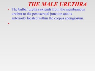 THE MALE URETHRA
• The bulbar urethra extends from the membranous
urethra to the penoscrotal junction and is
anteriorly located within the corpus spongiosum.
•
 