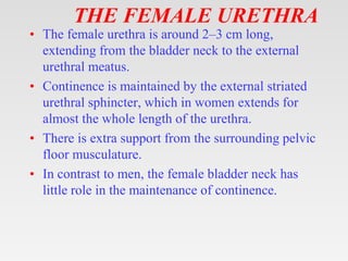 THE FEMALE URETHRA
• The female urethra is around 2–3 cm long,
extending from the bladder neck to the external
urethral meatus.
• Continence is maintained by the external striated
urethral sphincter, which in women extends for
almost the whole length of the urethra.
• There is extra support from the surrounding pelvic
floor musculature.
• In contrast to men, the female bladder neck has
little role in the maintenance of continence.
 