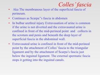 Colles’fascia
• Aka The membranous layer of the superficial fascia of
perineum.
• Continues as Scarpa’’s fascia in abdomen
• In bulbar urethral injury Extravasation of urine is common
if the urine is not diverted and the extravasated urine is
confined in front of the mid-perineal point and collects in
the scrotum and penis and beneath the deep layer of
superficial fascia in the abdominal wall.
• Extravasated urine is confined in front of the mid-perineal
point by the attachment of Colles’ fascia to the triangular
ligament and by the attachment of Scarpa’s fascia just
below the inguinal ligament. The external spermatic fascia
stops it getting into the inguinal canals.
 
