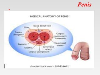 Penis
•
 