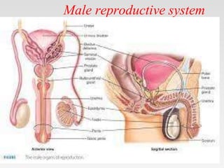 Male reproductive system
 