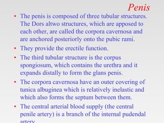 Penis
• The penis is composed of three tubular structures.
The Dors altwo structures, which are apposed to
each other, are called the corpora cavernosa and
are anchored posteriorly onto the pubic rami.
• They provide the erectile function.
• The third tubular structure is the corpus
spongiosum, which contains the urethra and it
expands distally to form the glans penis.
• The corpora cavernosa have an outer covering of
tunica albuginea which is relatively inelastic and
which also forms the septum between them.
• The central arterial blood supply (the central
penile artery) is a branch of the internal pudendal
 